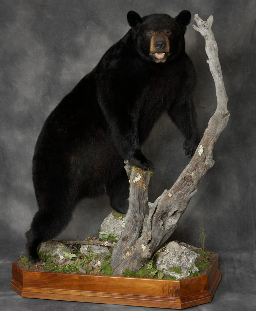 Pennsylvania Bear Taxidermists 