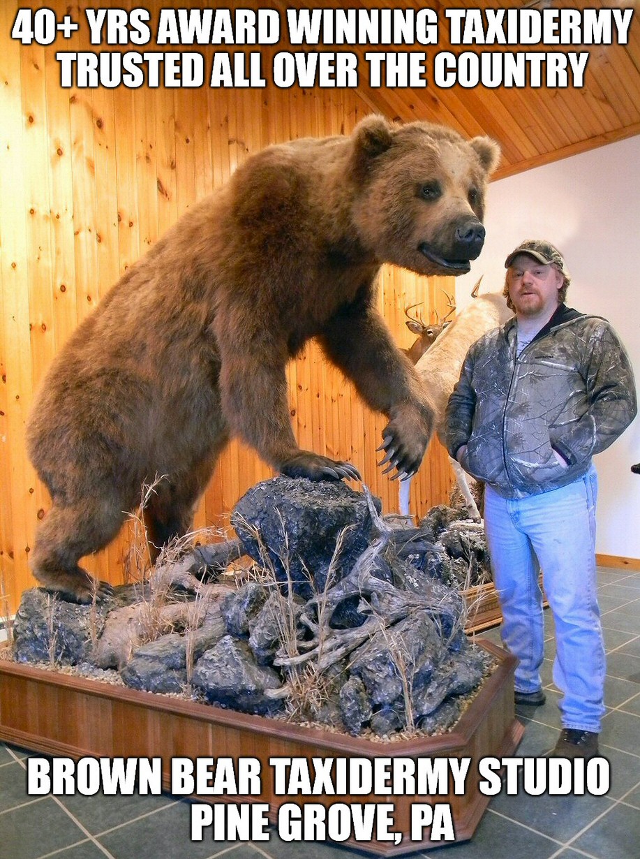 Pennsylvania Taxidermists Brown Bear Taxidermy Studio Pine Grove PA